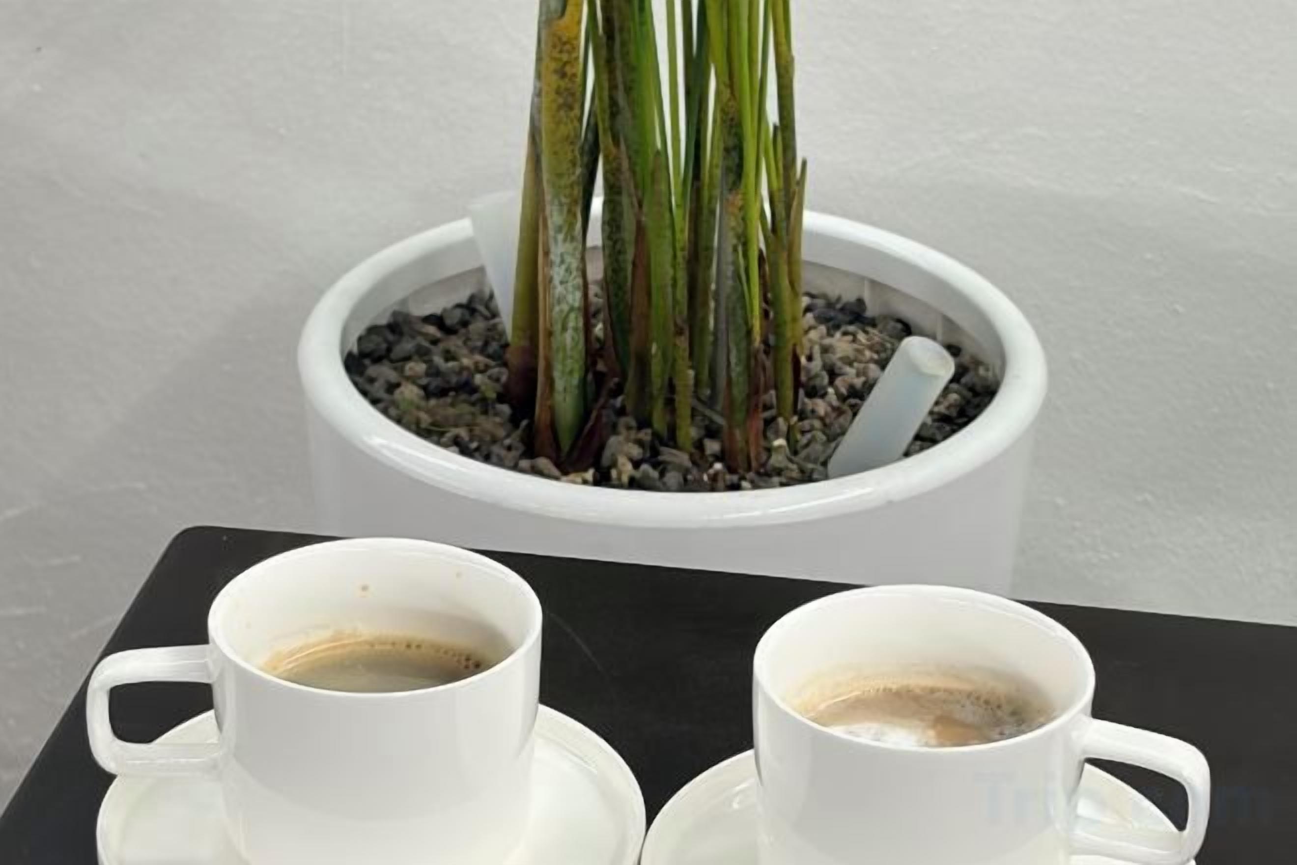 Two white cups on a tray, a potted plant with green leaves and a white pot, and a white wall in the background.