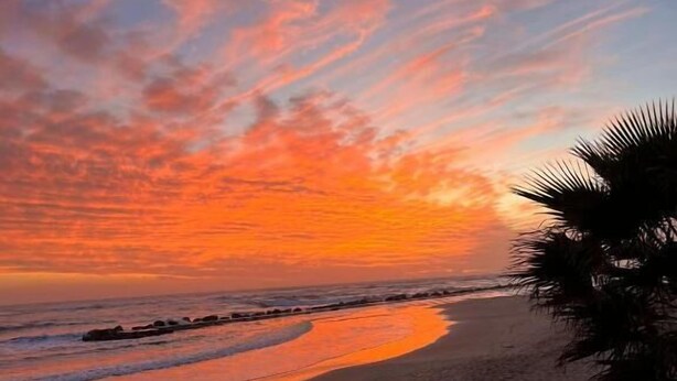A beach with a curved shoreline, palm trees, and a sunset. - La piazzetta Anzio (Anzio)