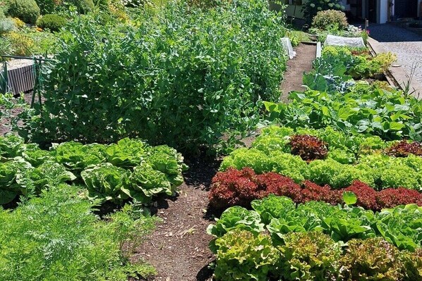 Terrain de l’hébergement 