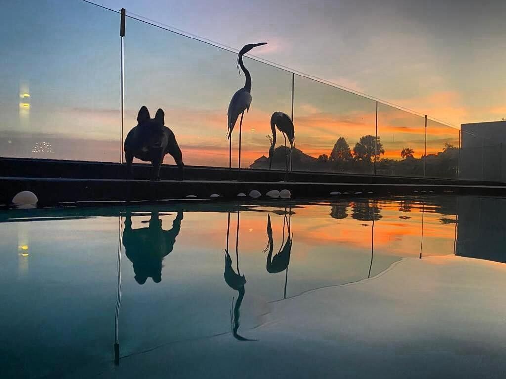 Un área de piscina al aire libre tranquila, con reflejos de pájaros y un cielo al atardecer.
