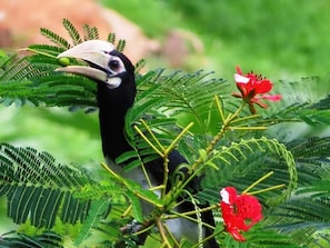 Miscellaneous - Aislinn Seaview Villa in Nature -  Private Pool (Langkawi)