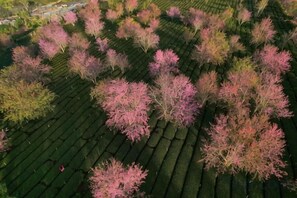 Un campo agrícola en terrazas con hileras de árboles.
