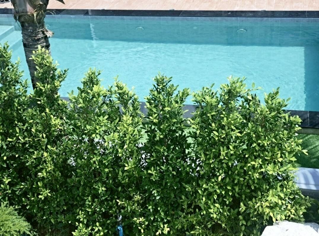A pool surrounded by lush green bushes.