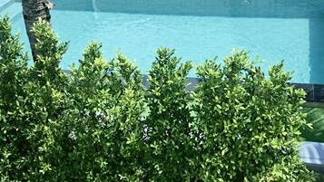A pool surrounded by lush green bushes.