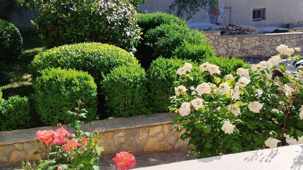 A landscaped garden with neatly trimmed hedges and blooming roses.