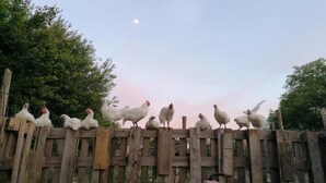 A group of chickens perched on a wooden fence with a pink car in the foreground.