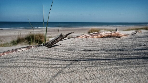 Una playa arenosa con un tronco de árbol grande caído y hierba en primer plano.