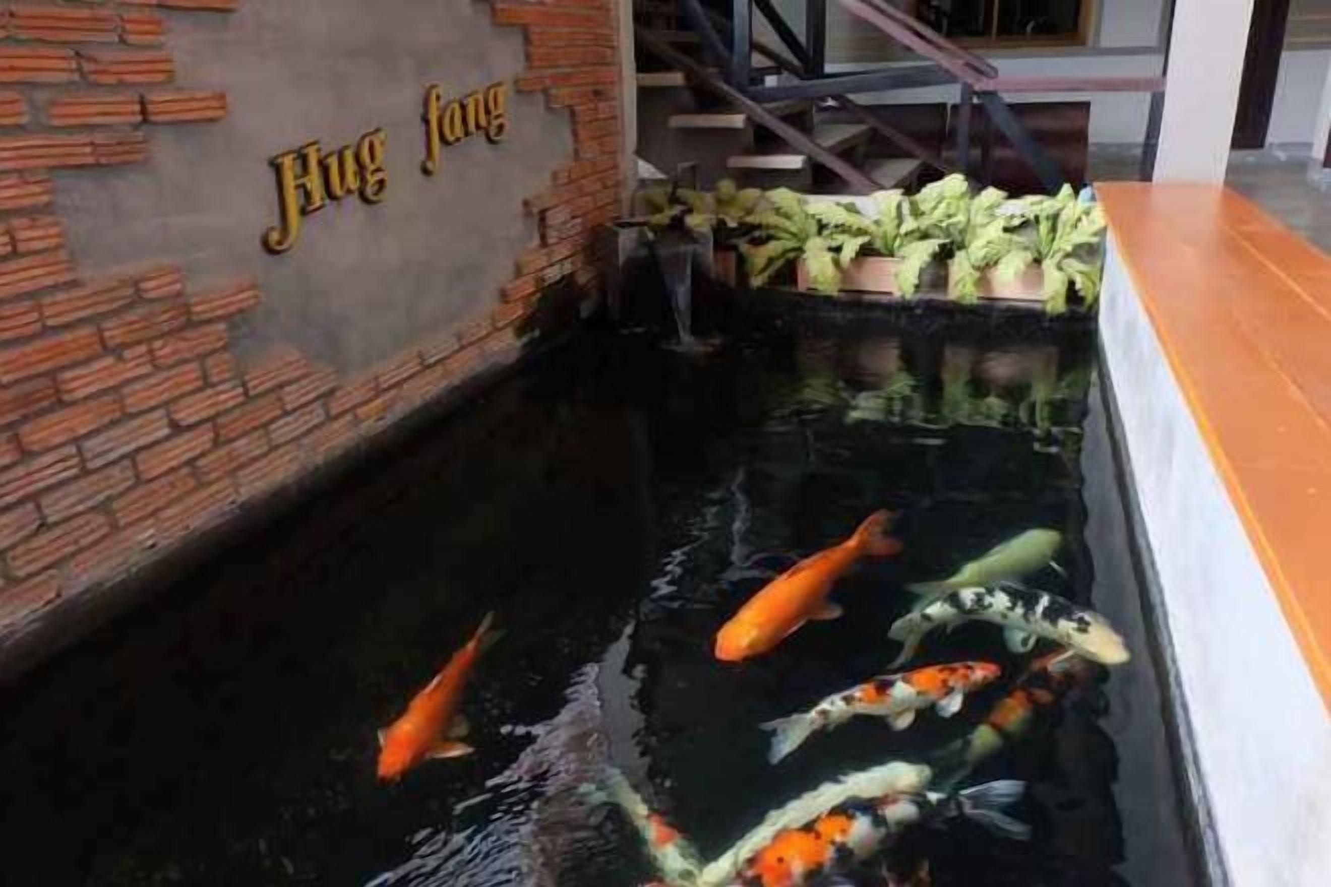 A koi pond with fish, a brick wall, and a sign that reads 'Hug fang'.