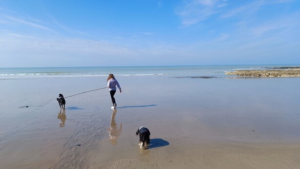Una spiaggia con una persona che porta a passeggio un cane al guinzaglio.