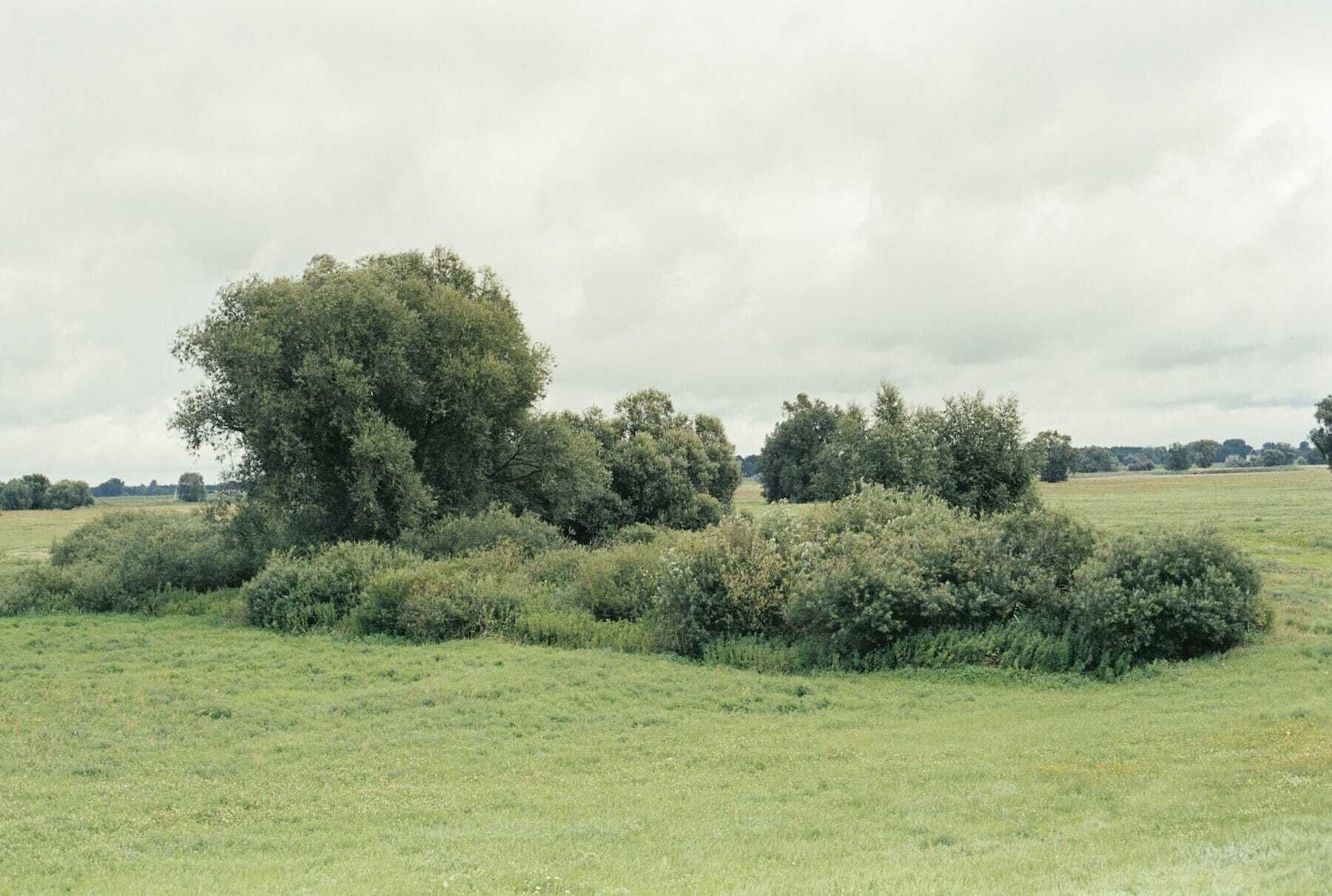 A field with scattered trees and bushes.