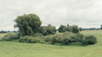A field with scattered trees and bushes.