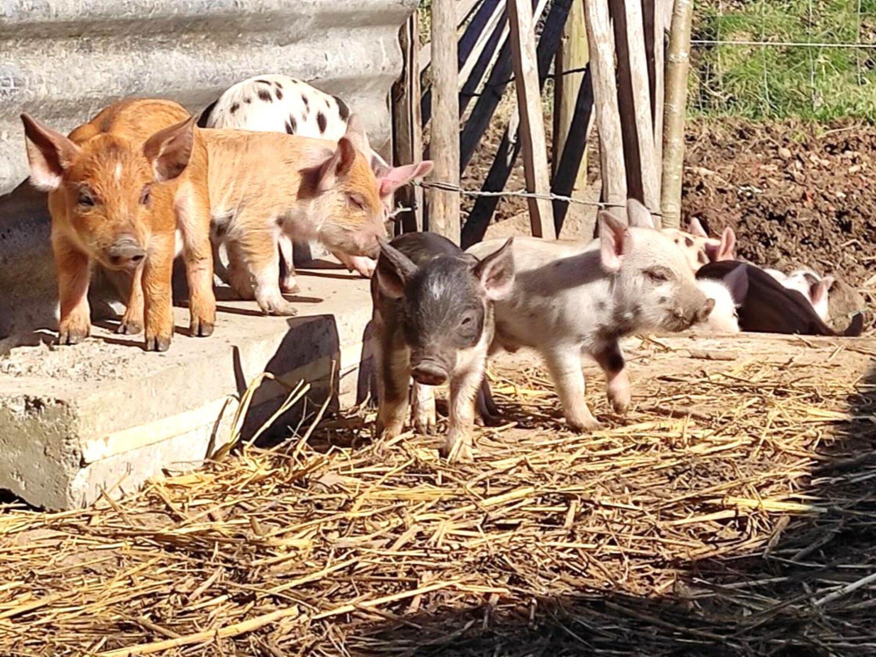 Un groupe de cochons dans un enclos, avec de la paille au sol et un mur en béton en arrière-plan.