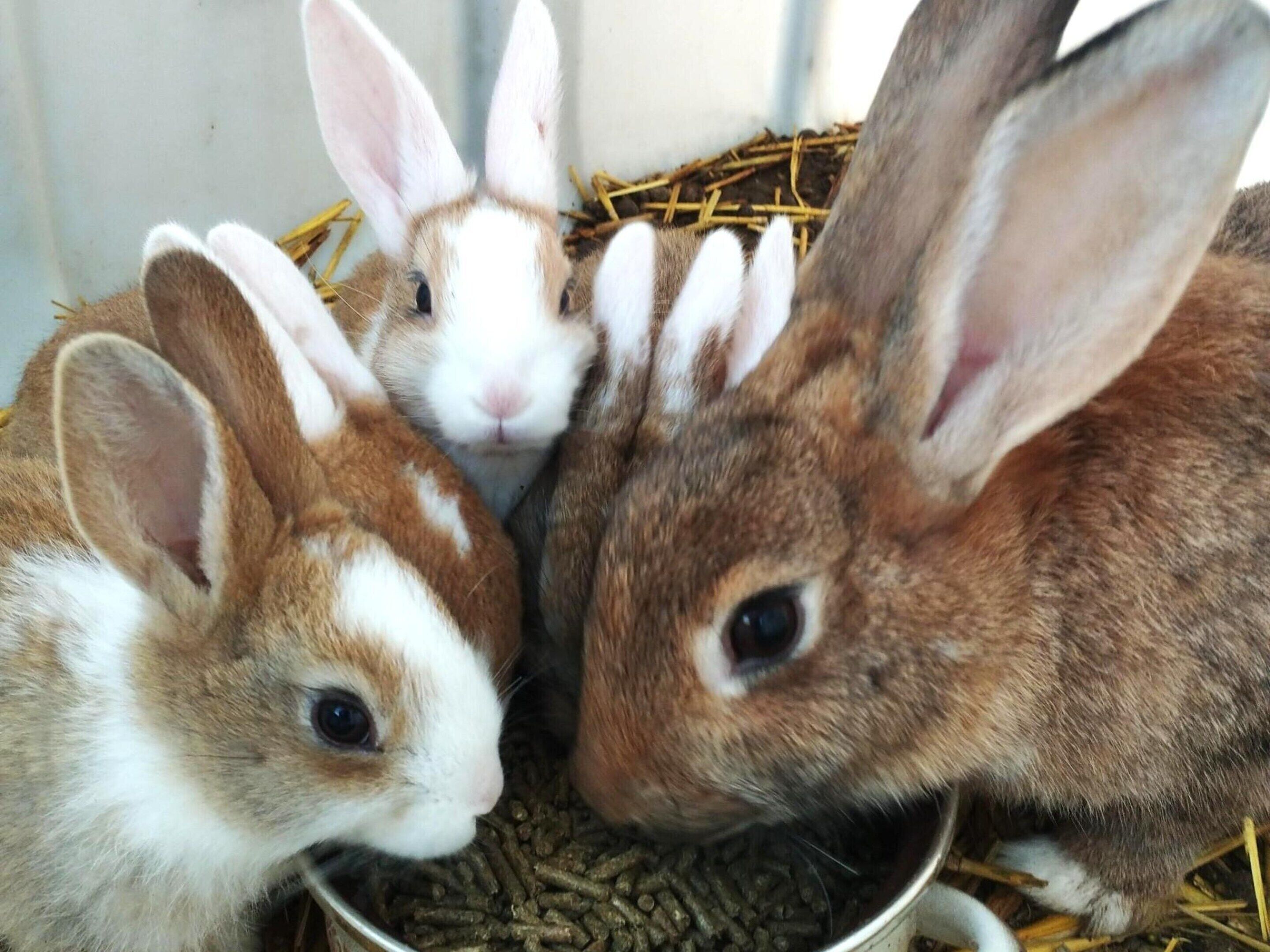 Drei Kaninchen in einem Futterbereich mit Heu und Futter.