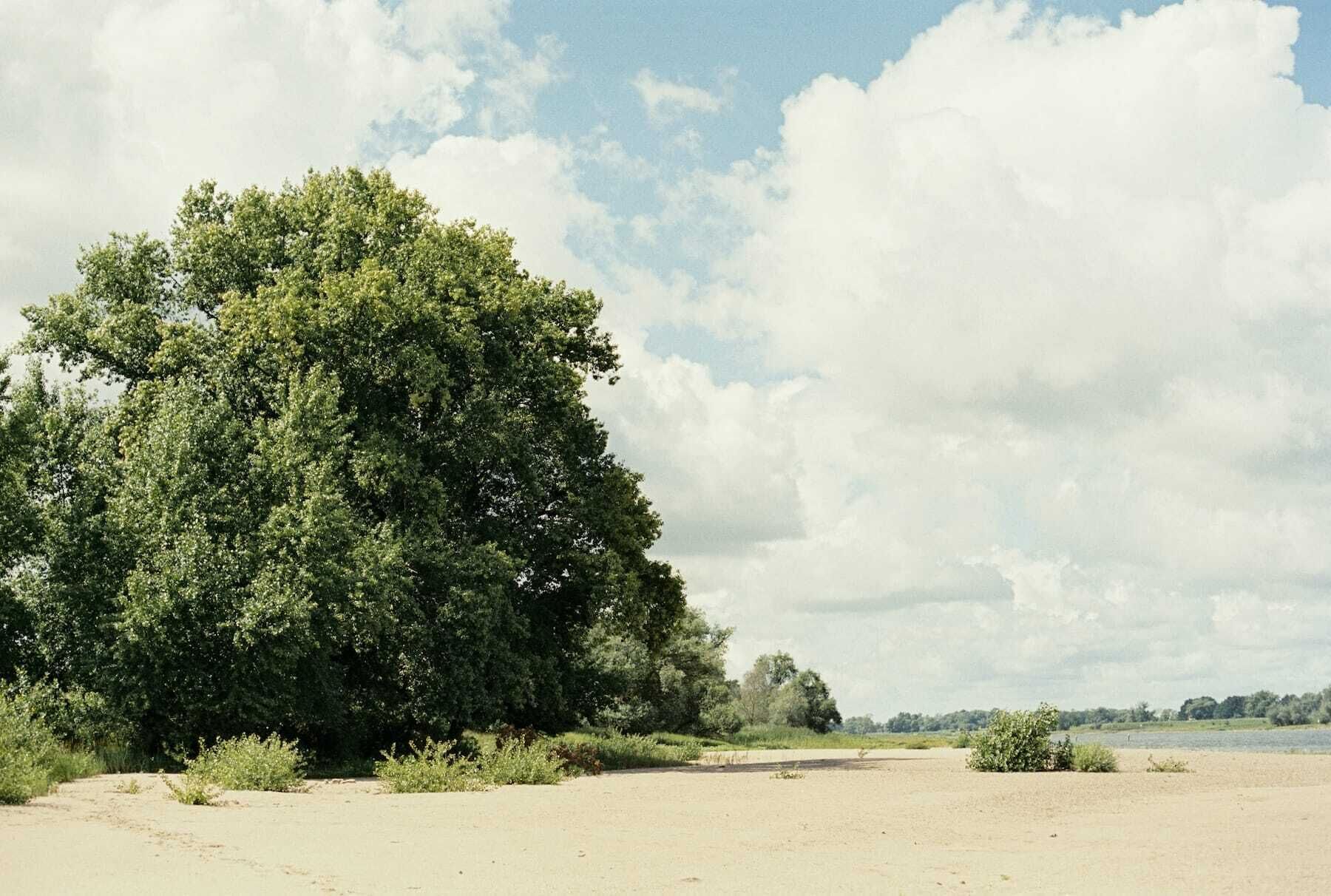 A sandy beach with a large tree and a clear sky.