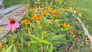 Ein Garten mit verschiedenen Blumen, einem hölzernen Stuhl und einem Kiesweg.