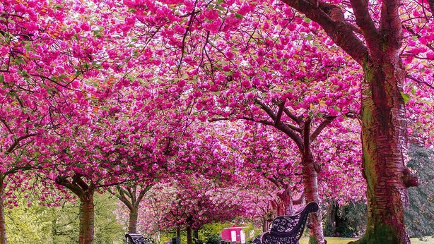 A park with cherry blossom trees, a pathway, and two benches. - Stunning garden apartment in heart of Kensington (London)