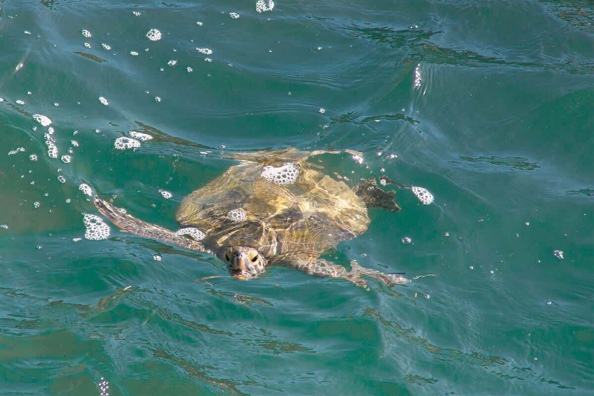 Een zeeschildpad zwemt in helder water.