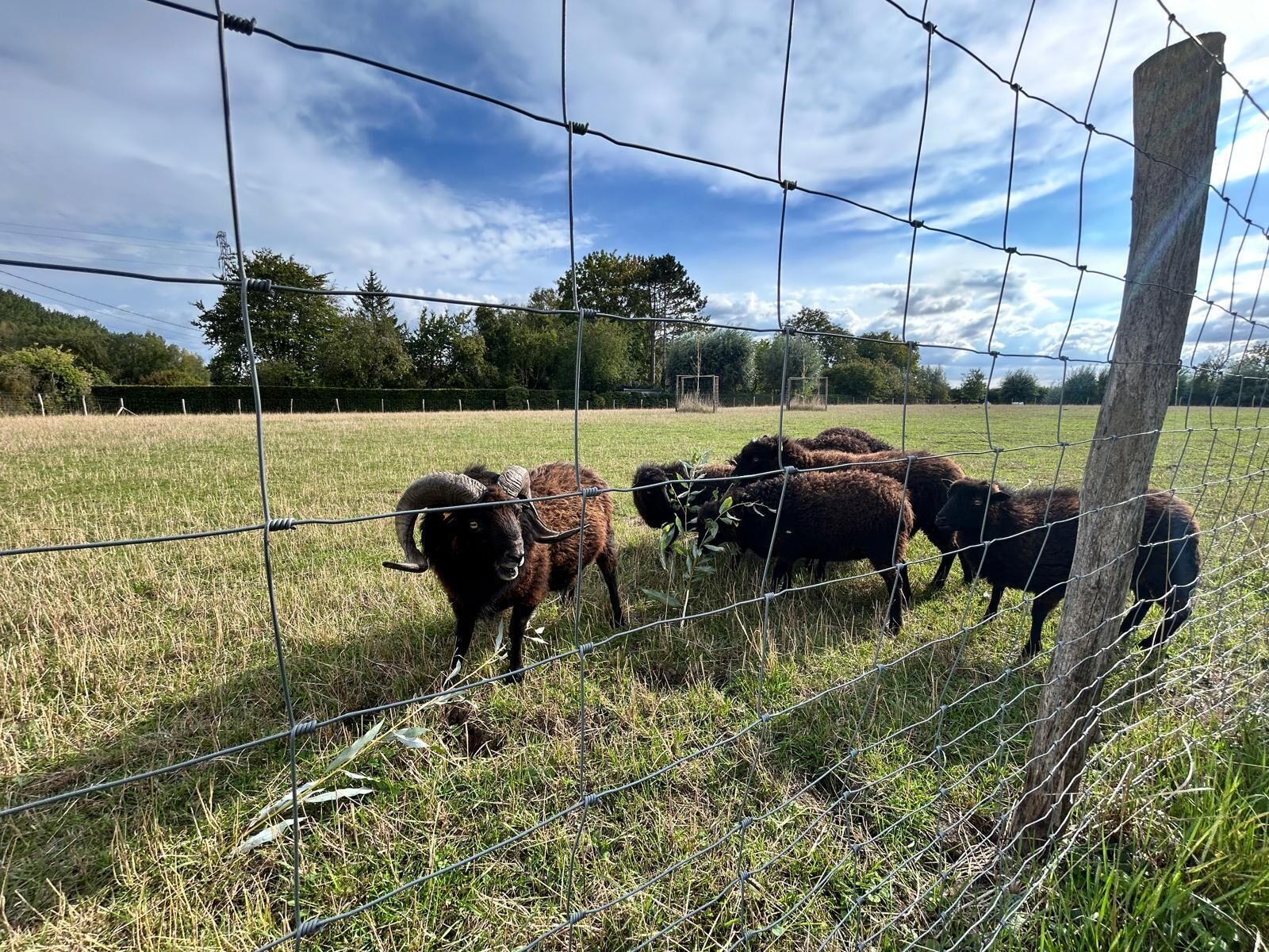 Un champ clôturé où plusieurs moutons paissent.