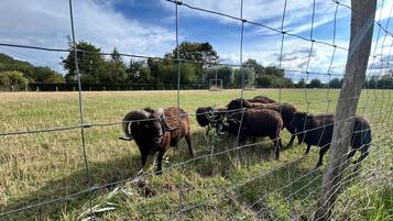 Un champ clôturé où plusieurs moutons paissent.