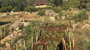 Een landelijk landschap met een huis op een heuvel, omgeven door dicht bos en een groentetuin met verhoogde borders.
