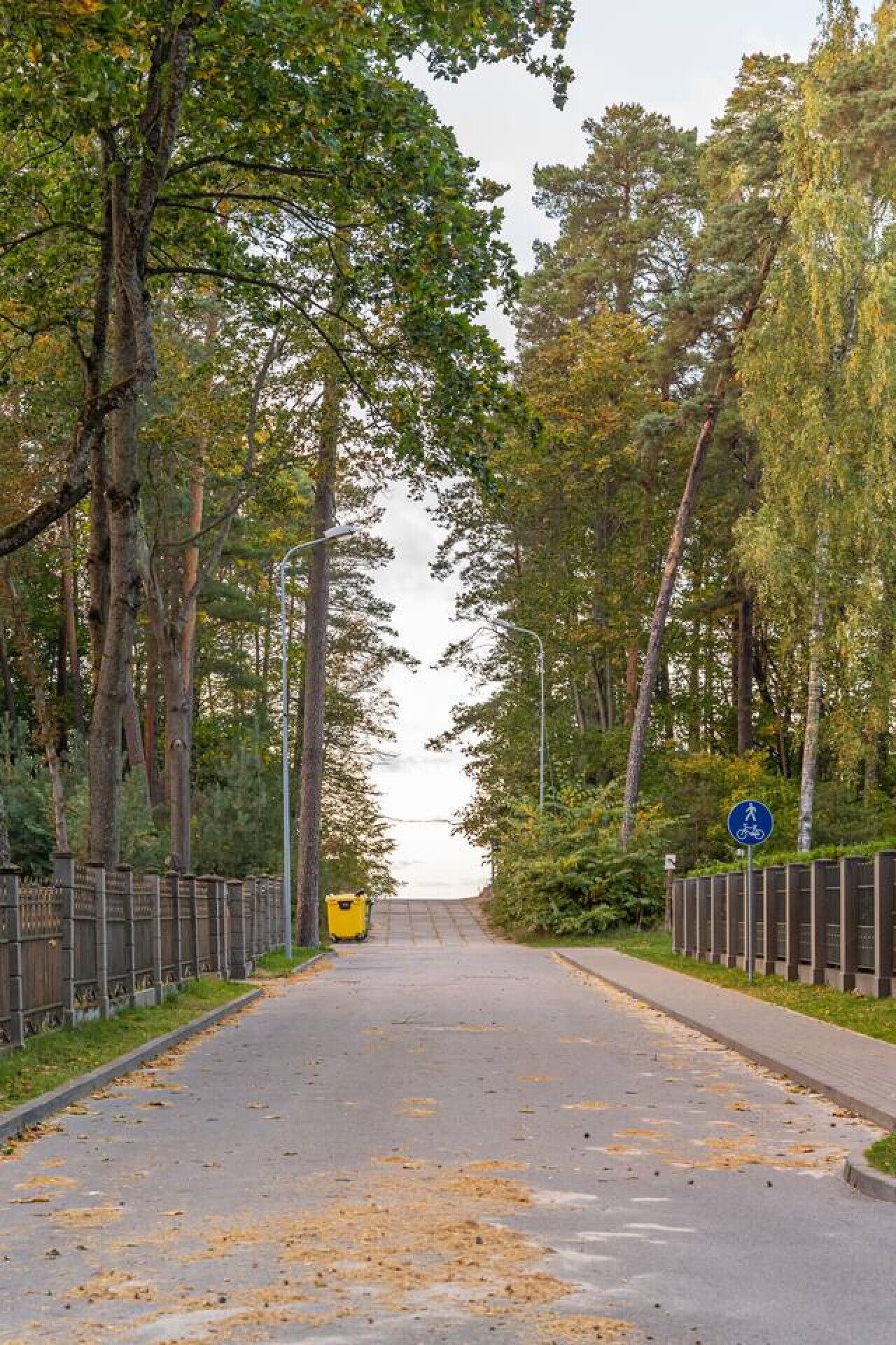 Eine asphaltierte Straße, gesäumt von hohen Bäumen und einem blauen Fußgängerzeichen.