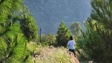 A person walking on a path surrounded by pine trees.