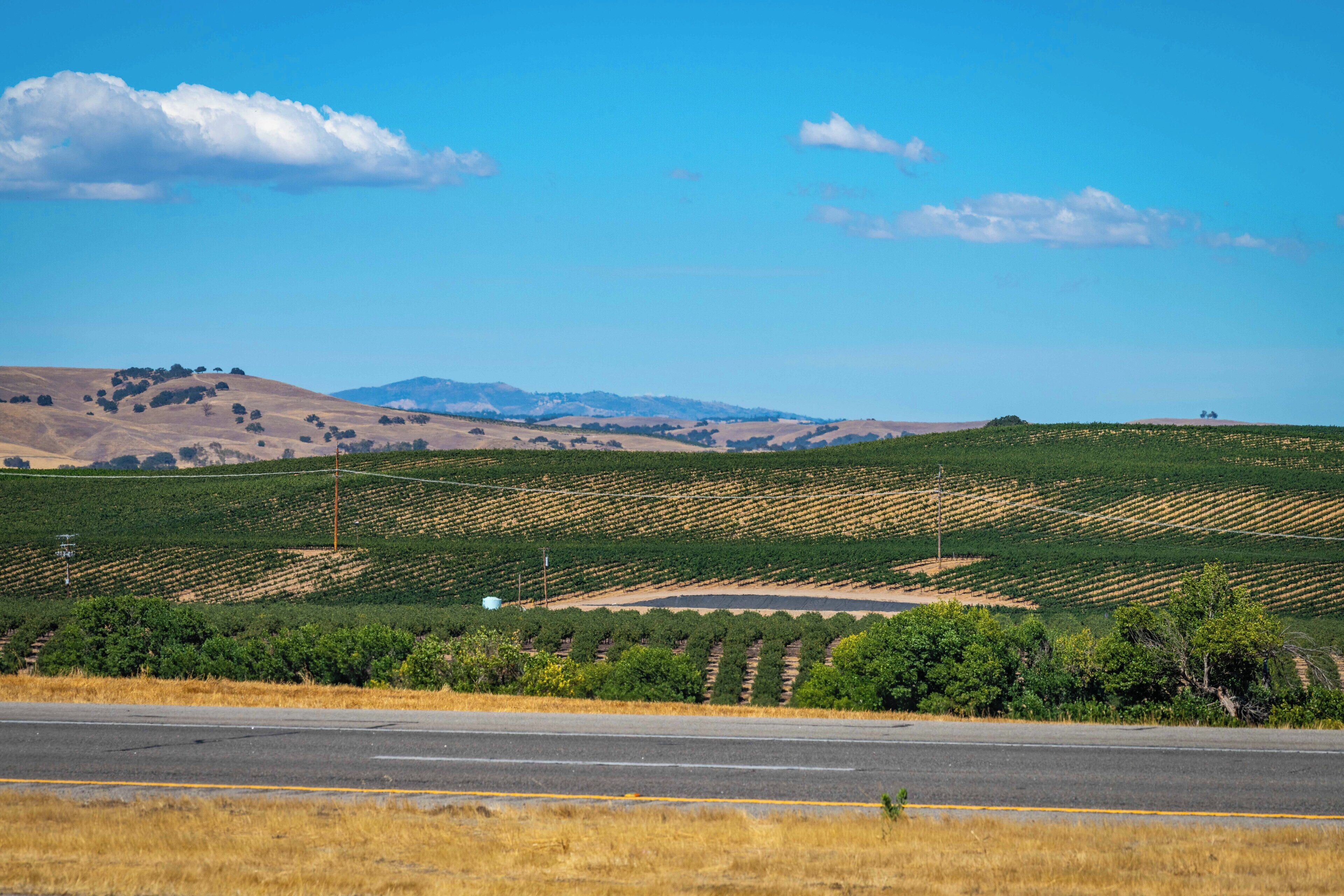 Un vignoble avec des rangées de vignes et une route au premier plan.