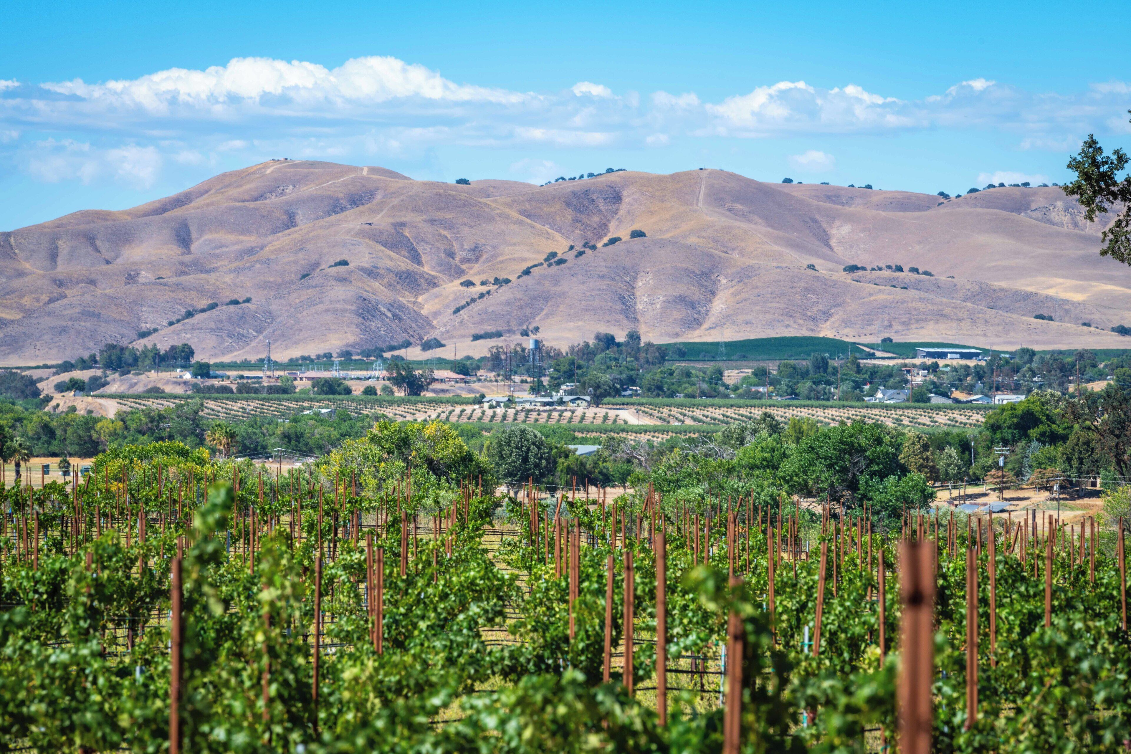 A vineyard with rows of grapevines and a mountainous backdrop.