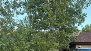 Un camino de entrada con una camioneta estacionada a la derecha, rodeado de un jardín cuidado y con varios arbustos y un sendero de grava.