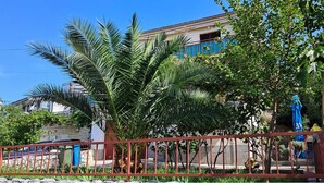 Un edificio residencial con una puerta azul, rodeado de abundante vegetación, incluyendo palmeras y una higuera.