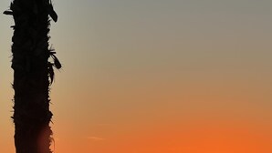 A sunset over the ocean with a sailboat and a person standing on the beach.