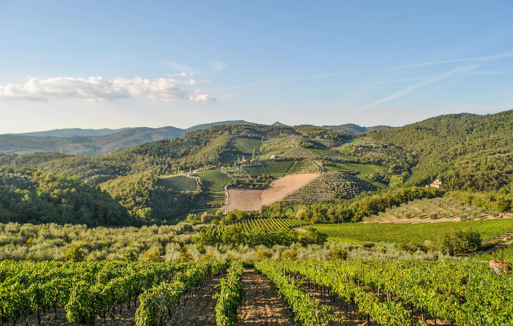 A vineyard with rows of grapevines, rolling hills, and scattered buildings in the background.