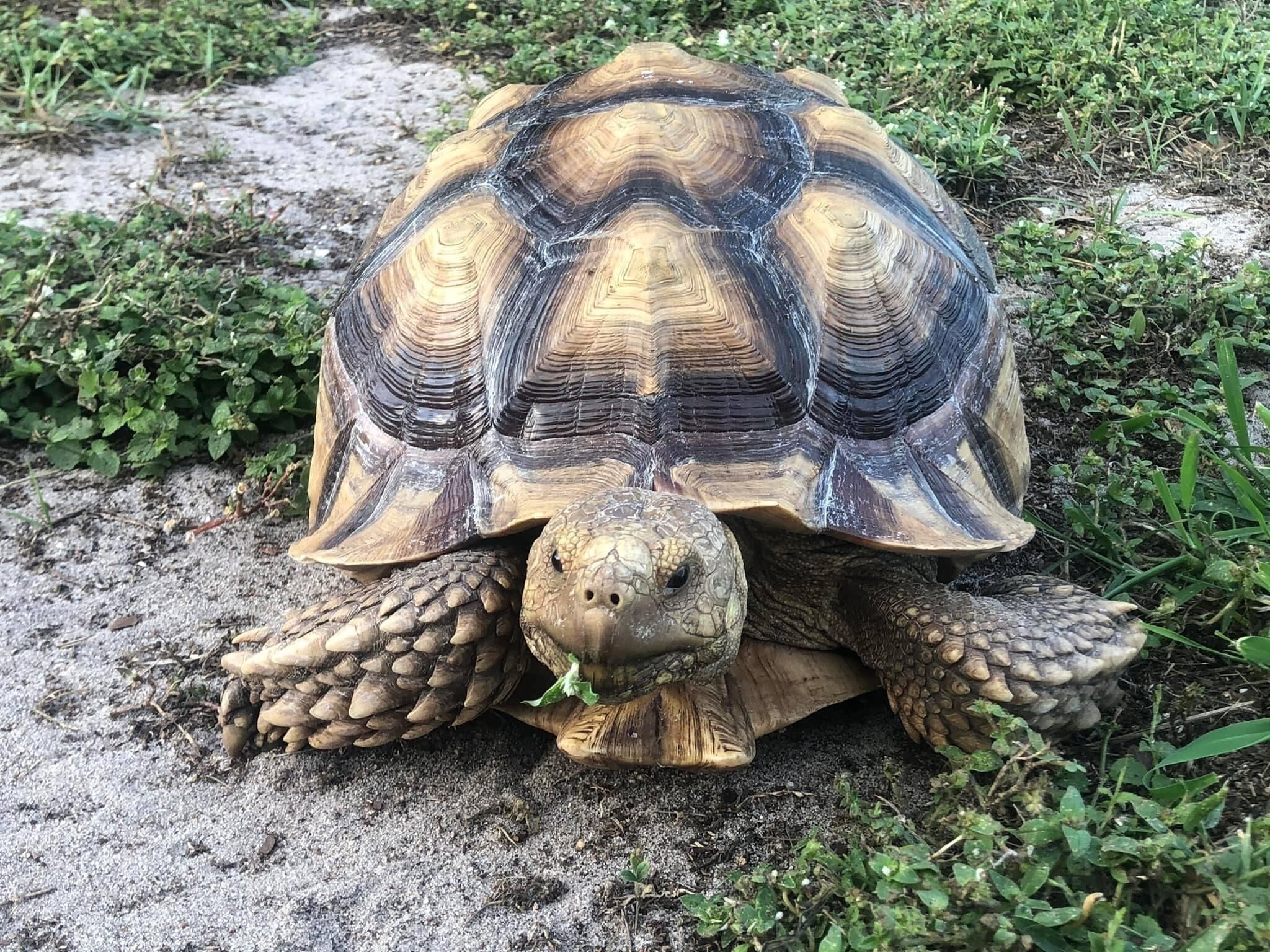 A tortoise on a sandy surface with green vegetation in the background.