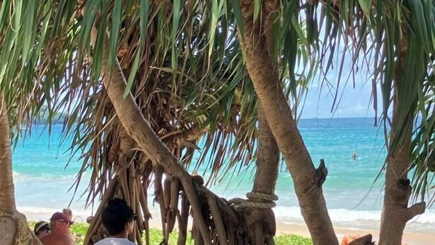 A beach scene with palm trees and a clear view of the ocean. - Kata Lovely Rest Bed and Breakfast (Phuket)