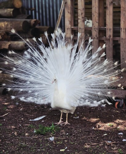 White Feathers Ranch on Brushy Creek, Event Space & Luxury Farmhouse Retreat.
