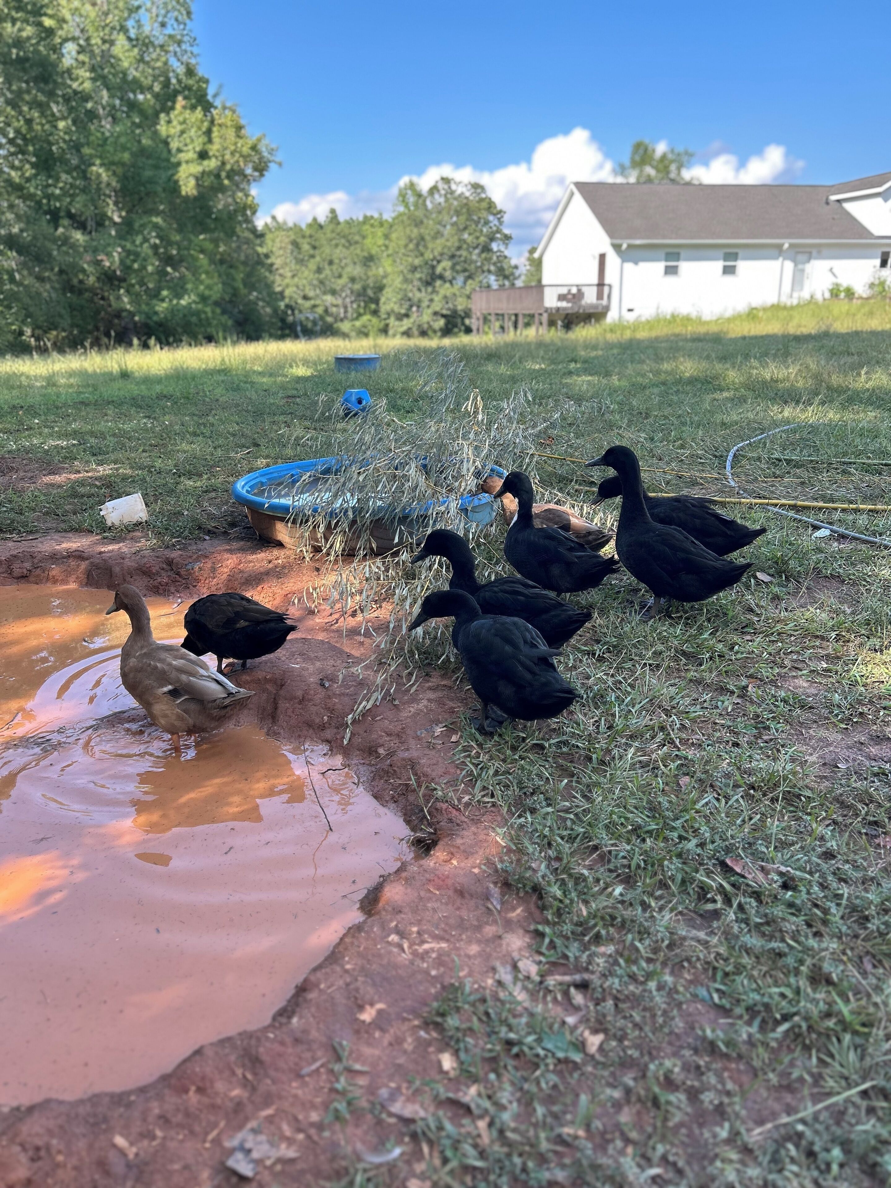 Um grupo de patos perto de um pequeno corpo d'água, com uma casa ao fundo.