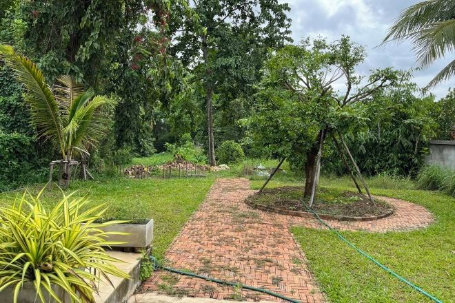 A garden with a brick pathway, various plants, and a small tree.