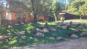 Um grupo de alces descansando em uma área gramada perto de um edifício com varanda e degraus.