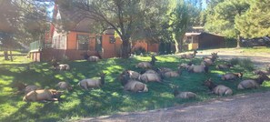 Terrain de l’hébergement 