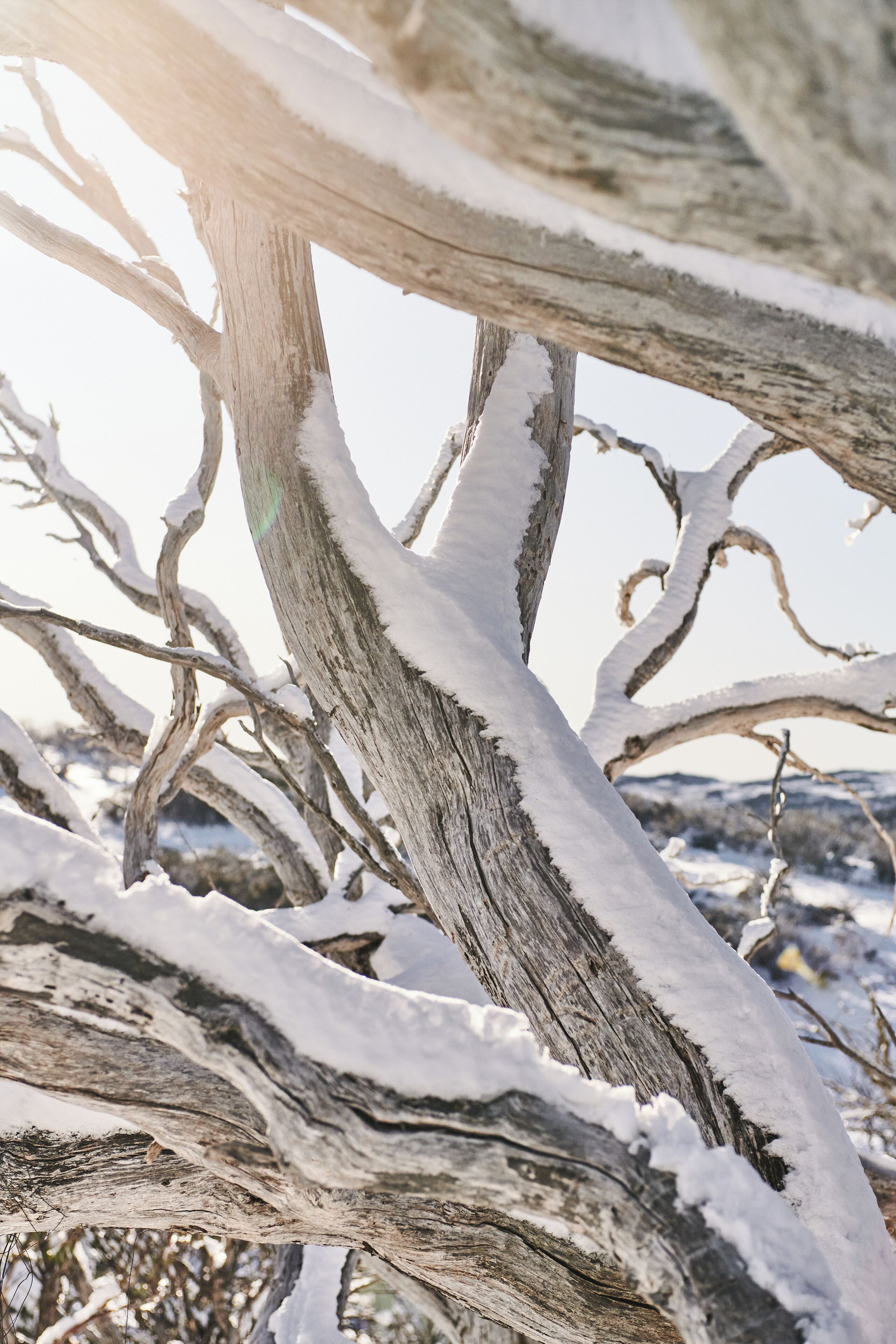 A close-up of a snow-covered tree branch.