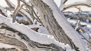 A close-up of a snow-covered tree branch.