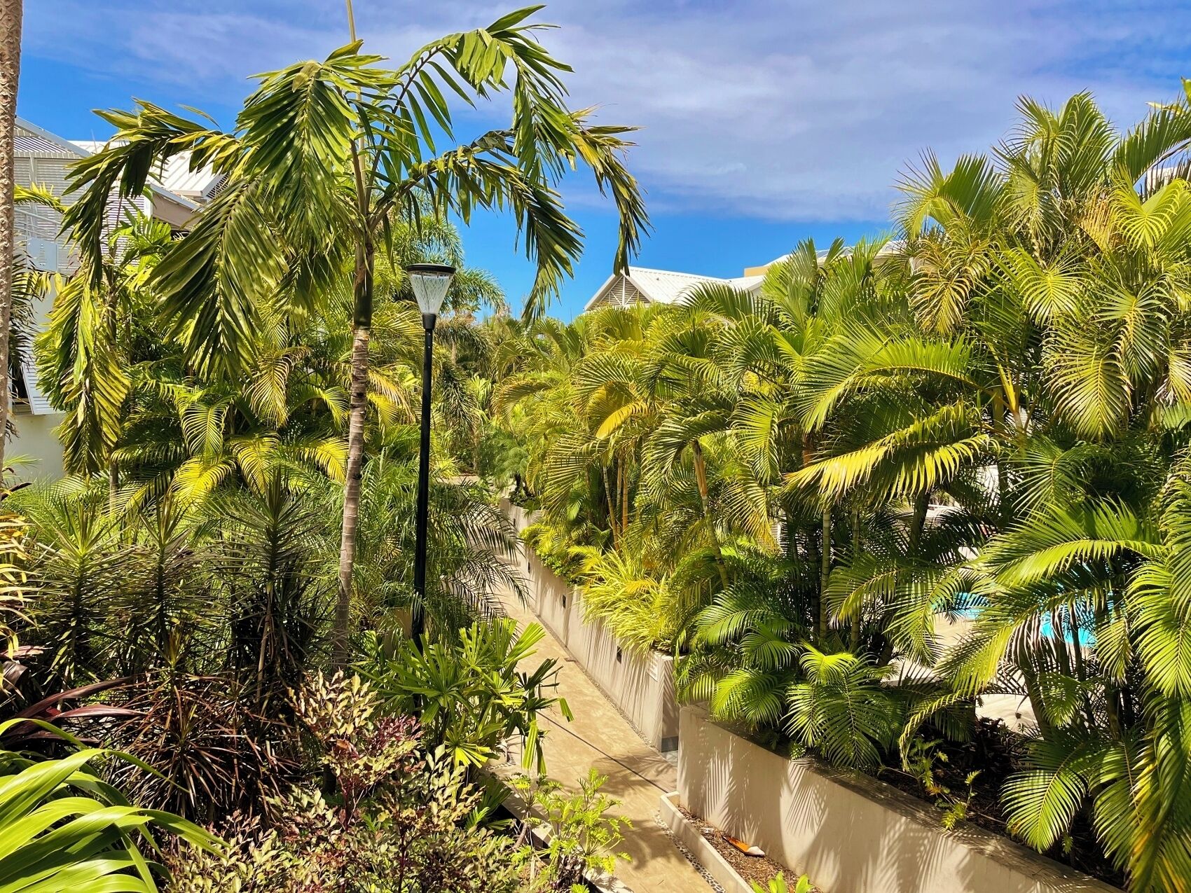 A lush garden with palm trees and a pathway.