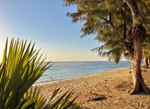 A beach with a sandy shore, a tree, and a clear sky.