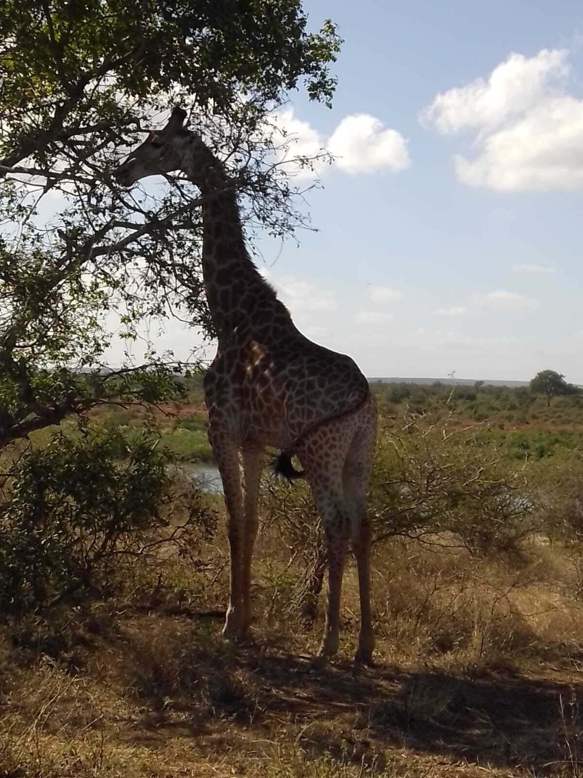 Una giraffa in un paesaggio naturale con alberi e uno specchio d'acqua sullo sfondo.