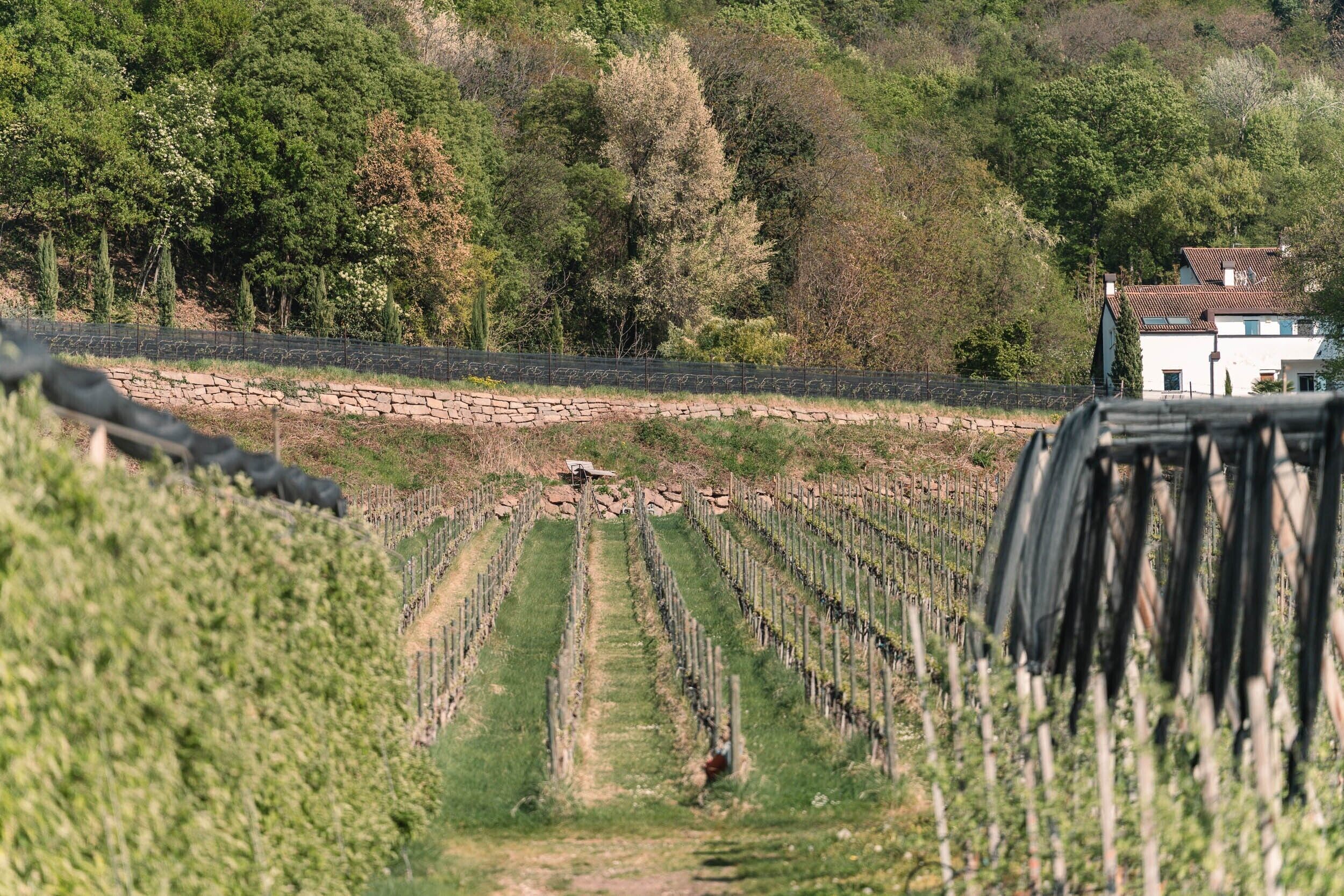 A vineyard with rows of grapevines, a stone wall, and a white building in the background.