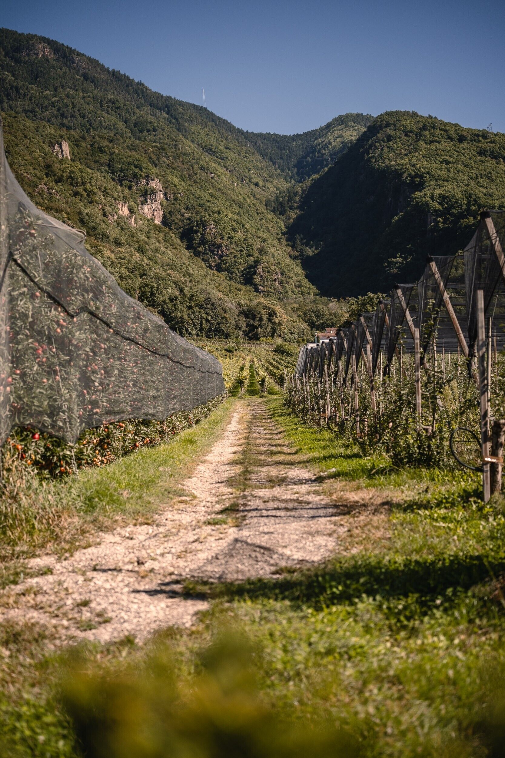 A vineyard with rows of grapevines and a dirt path leading through it.