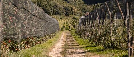 A vineyard with rows of grapevines and a dirt path leading through it.