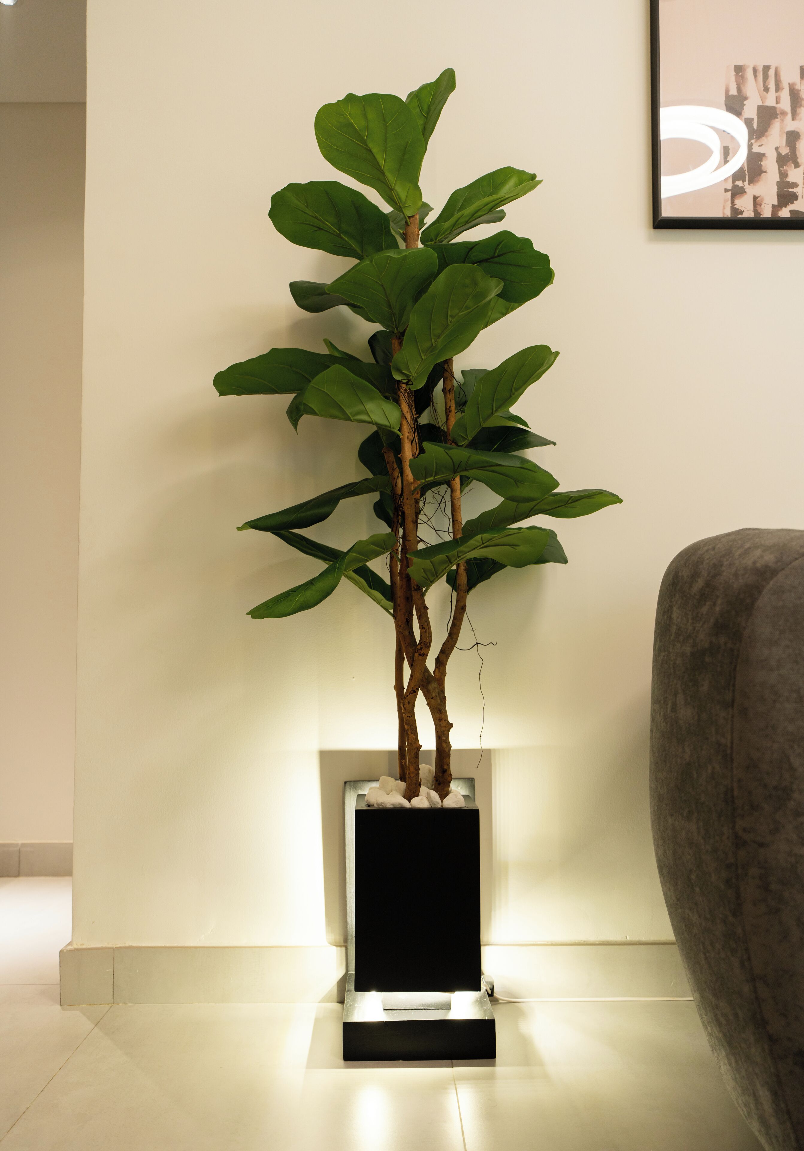 A potted plant with a black base on a white floor, next to a gray couch.