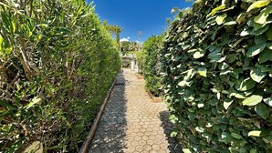 A pathway flanked by neatly trimmed hedges and a clear blue sky.