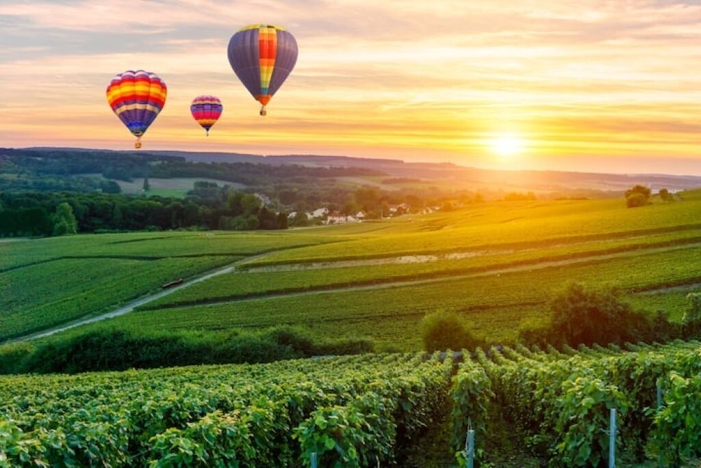A vineyard with rows of grapevines and three hot air balloons in the distance.